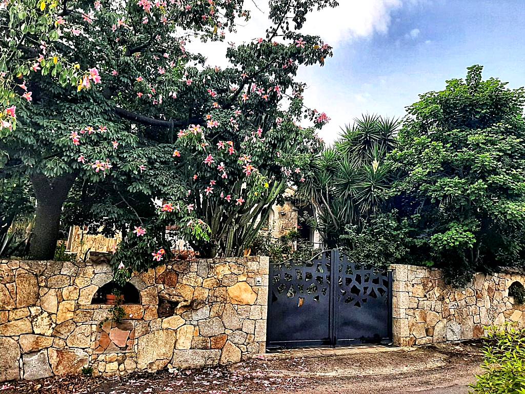 B&B Chorisia