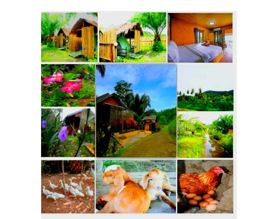 YaoIsland Resort and Farm